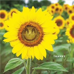 Thank You Sunflower