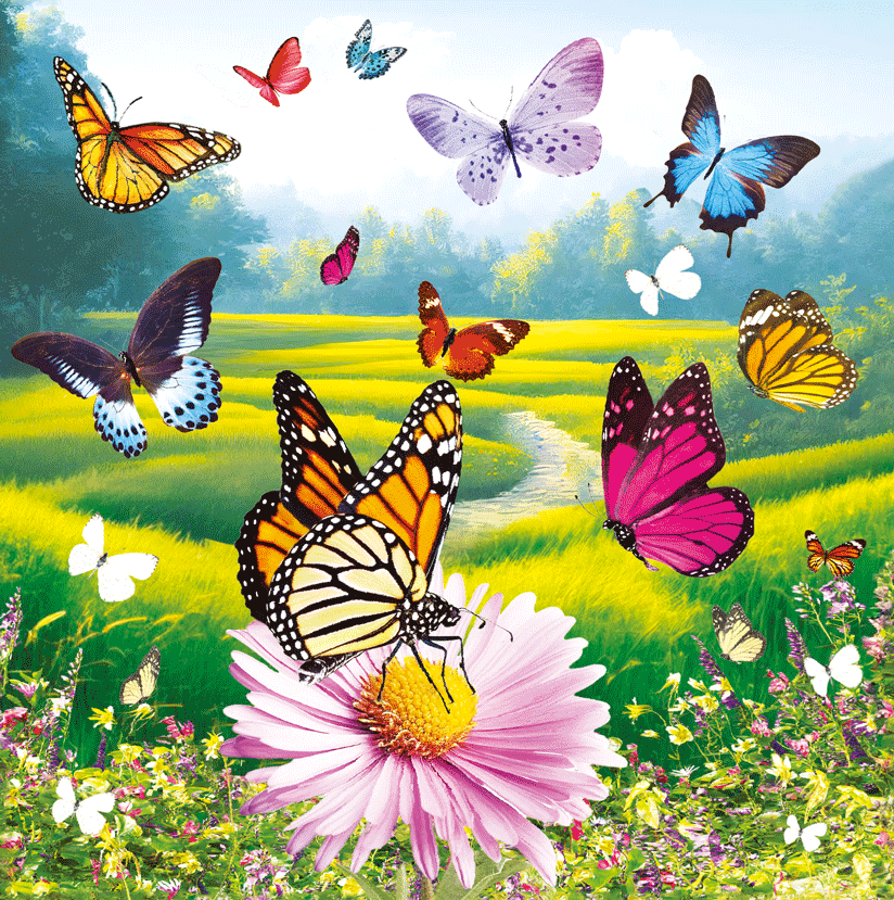 3D Butterfly Blank Card