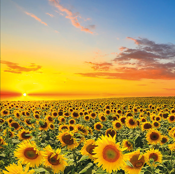 Blank Card - Field Of Sunflowers