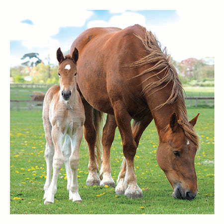 Horse And Her Foal Card